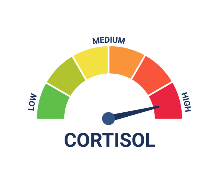 How Does Cortisol Affect Weight Loss and Metabolism By Pledge To Fitness